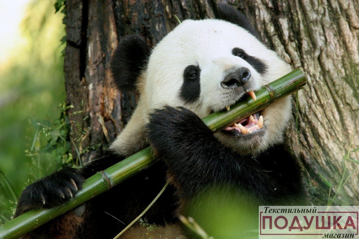 Доросла панда може з'їсти до 30 кг бамбука