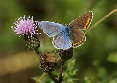 Метелик голубянка ікар (Polyommatus icarus)