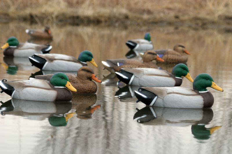 Особливості весняної та осінньої полювання на водоплавну птицю   Якими повинні бути опудала для полювання