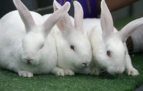 У двомісячному віці такі кролики можуть важити до 2 кг