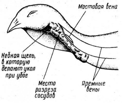 У цій ситуації яремну вену розкривають зовні шиї, вона розташовується нижче вушного отвору на 2,5 см, де знаходяться сонна і лицьова артерії